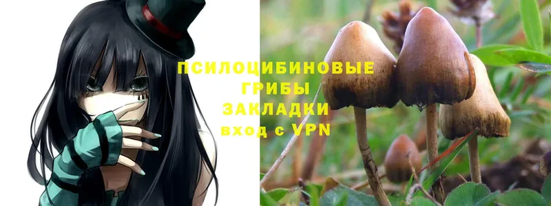 наркошоп  Нижнеудинск  Галлюциногенные грибы Psilocybine cubensis 